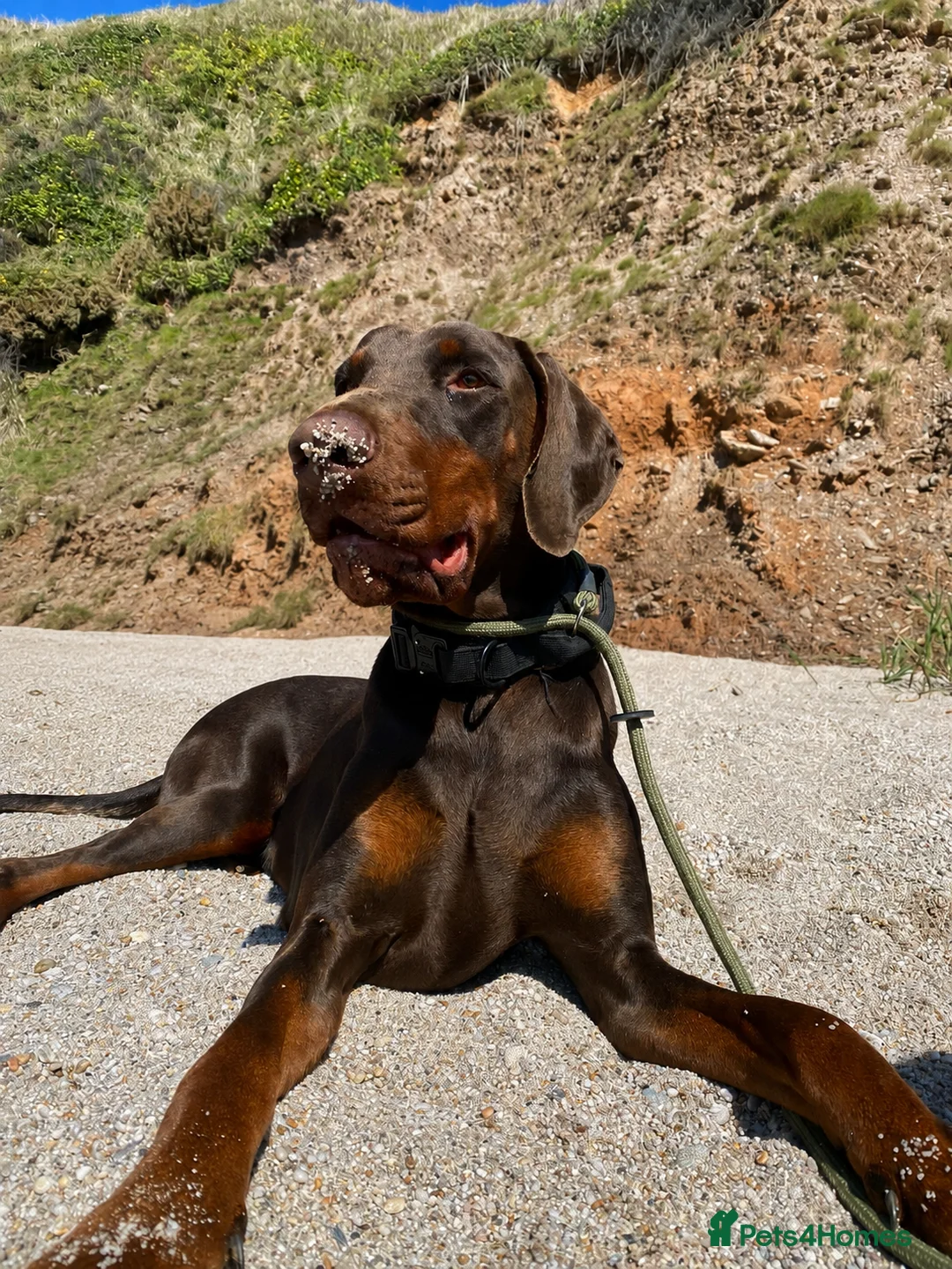 Dobermann dogs for sale: Beautiful Doberman girl  - Advert 2