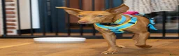 Ibizan Hound dogs for adoption: Cris - sweet female Podenco  in Ware - Advert 3
