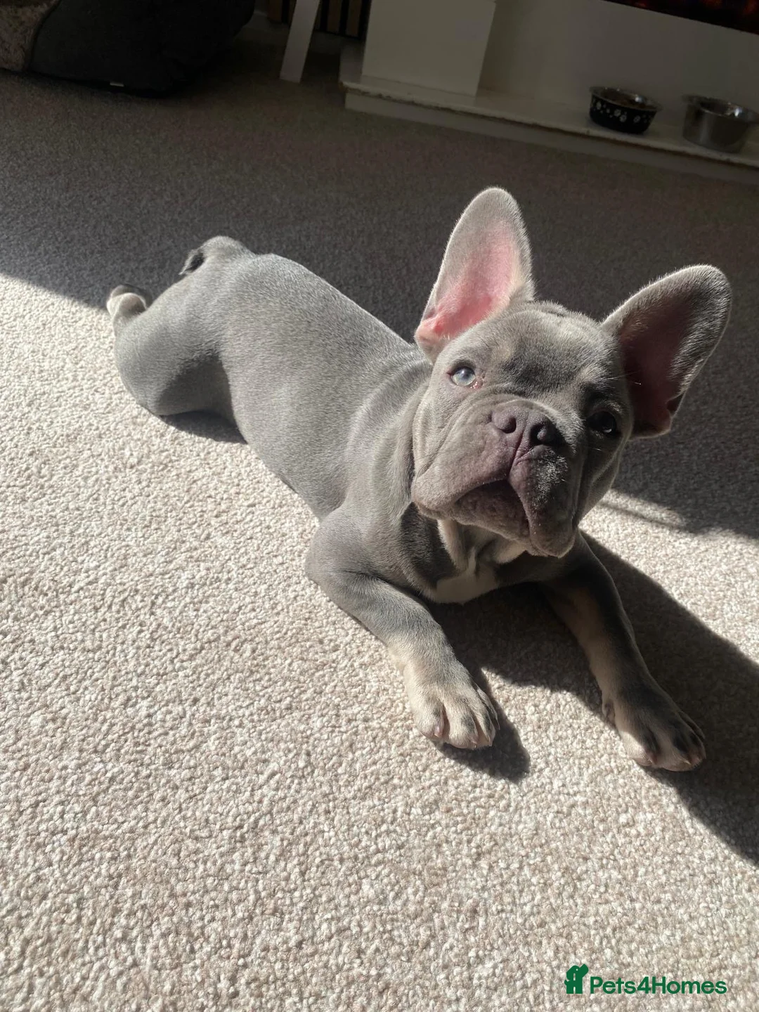 French Bulldog dogs for sale: 12 week old male French Bulldog - Advert 2