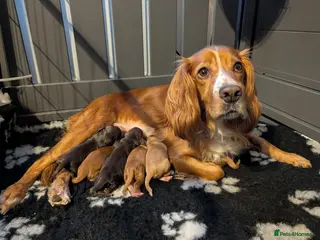 Cocker Spaniel dogs ✨ LAST Kc Reg Working Cocker Spaniel Puppies - Advert 1