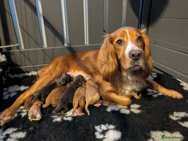 Cocker Spaniel dogs ✨ LAST Kc Reg Working Cocker Spaniel Puppies - Advert 2