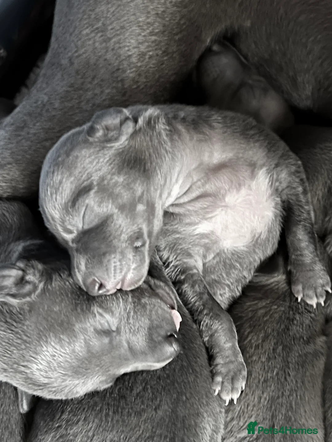 Italian Greyhound dogs for sale:     Italian Greyhound. Babies  - Advert 26