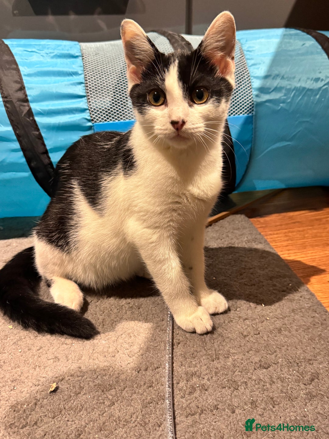 Domestic Shorthair cats for sale: Small & slim b&w kitten  - Image 2