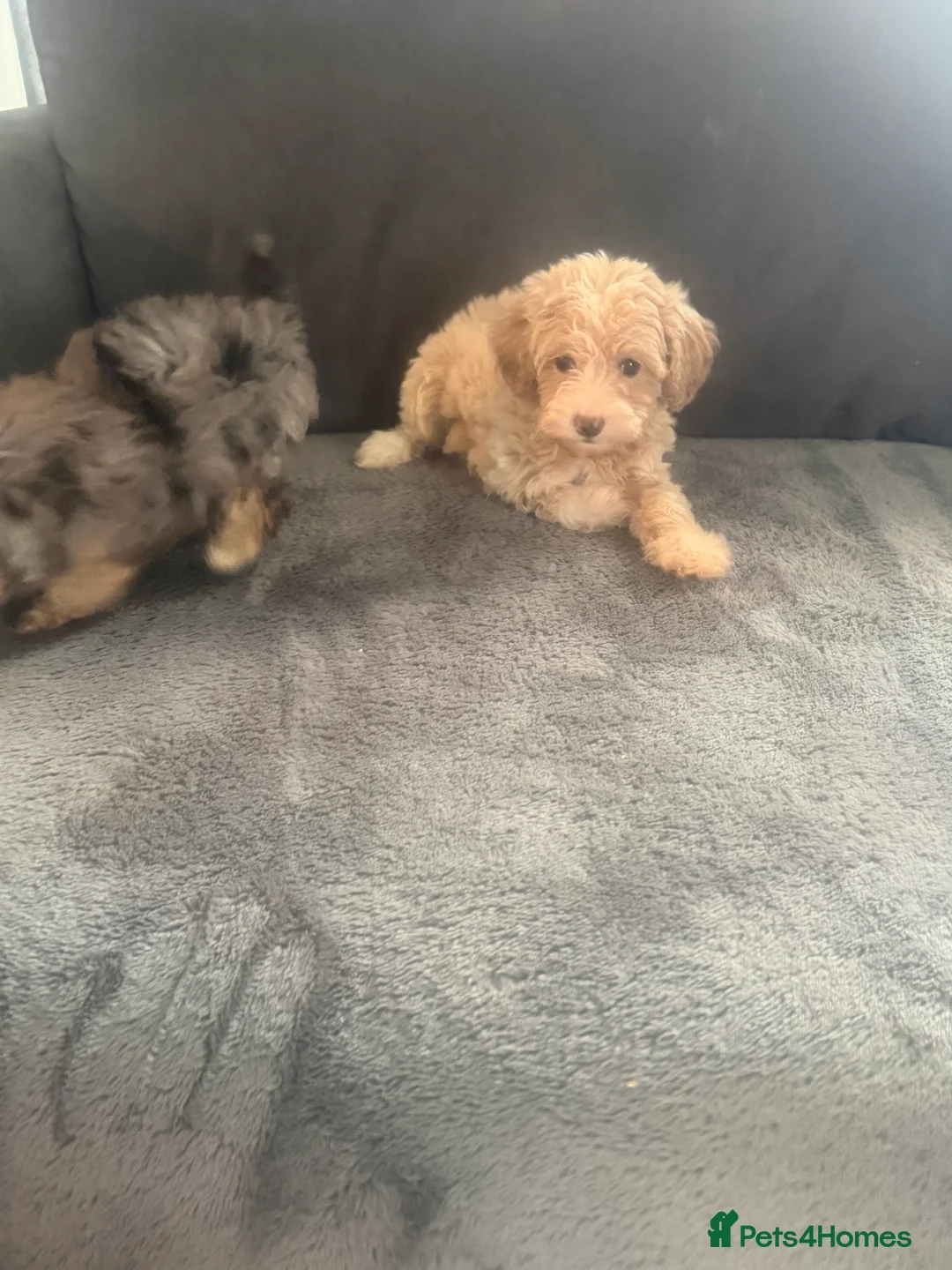 Maltipoo dogs for sale: 4 beautiful Maltipoo  - Advert 5