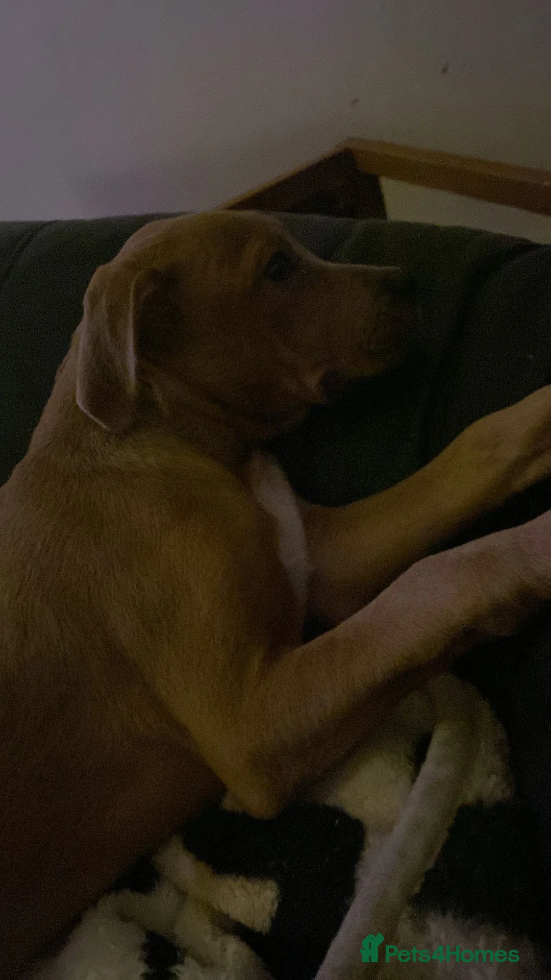 Staffordshire Bull Terrier dogs for sale: Beautiful Staffy pups looking for there new homes - Advert 2