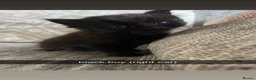 British Longhair cats for sale: 2 black boy kittens and 1 black girl  - Advert 5