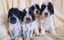 Cockapoo dogs for sale: SUPER PLUSH COATS. F1b Cockapoos. Health Tested - Image 1