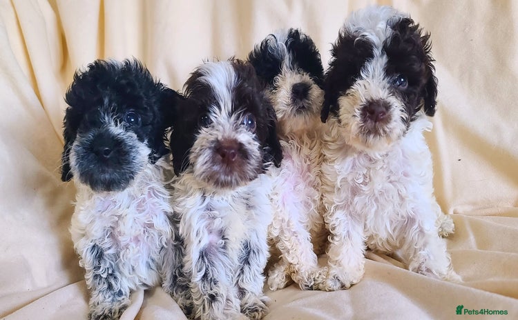Cockapoo dogs - Advert 2