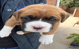 Boxer dogs for sale: KC registered boxer puppies  - Image 1