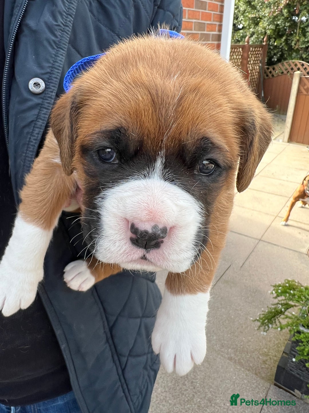 Boxer dogs for sale: KC registered boxer puppies  - Image 1