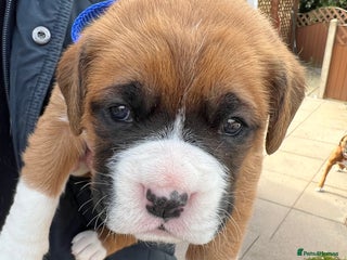 Boxer dogs - Advert 5
