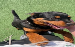 Rottweiler dogs for sale: Siblings Rottweiler boy & girl  - Image 2