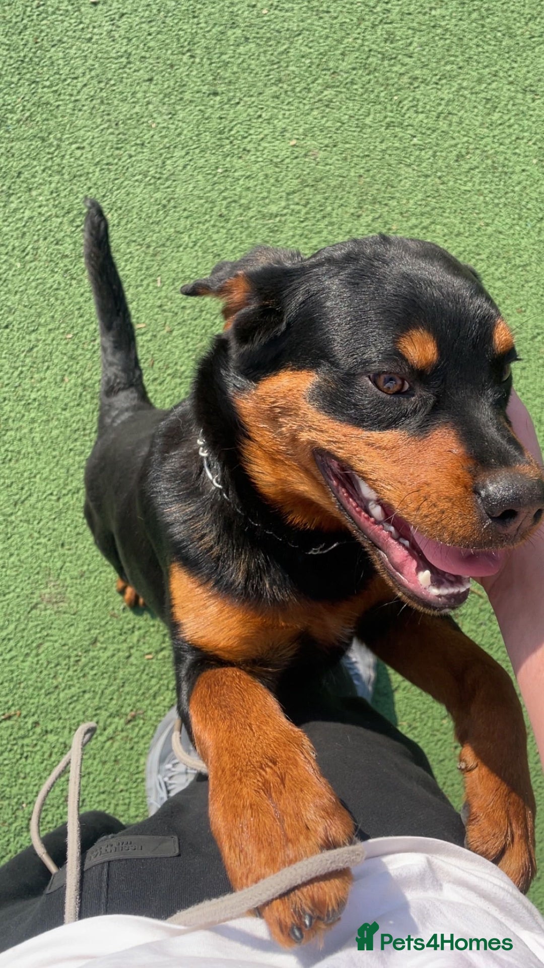 Rottweiler dogs for sale: Siblings Rottweiler boy & girl  - Image 2