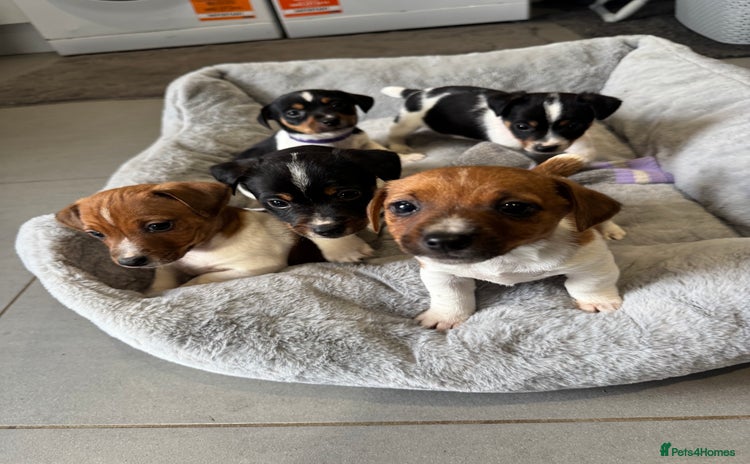 Jack Russell dogs - Advert 1