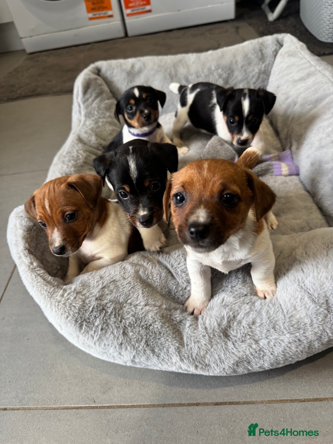 Jack Russell dogs for sale: Jack Russell pups - Image 1