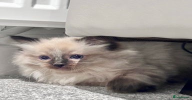 Ragdoll cats - Advert 3