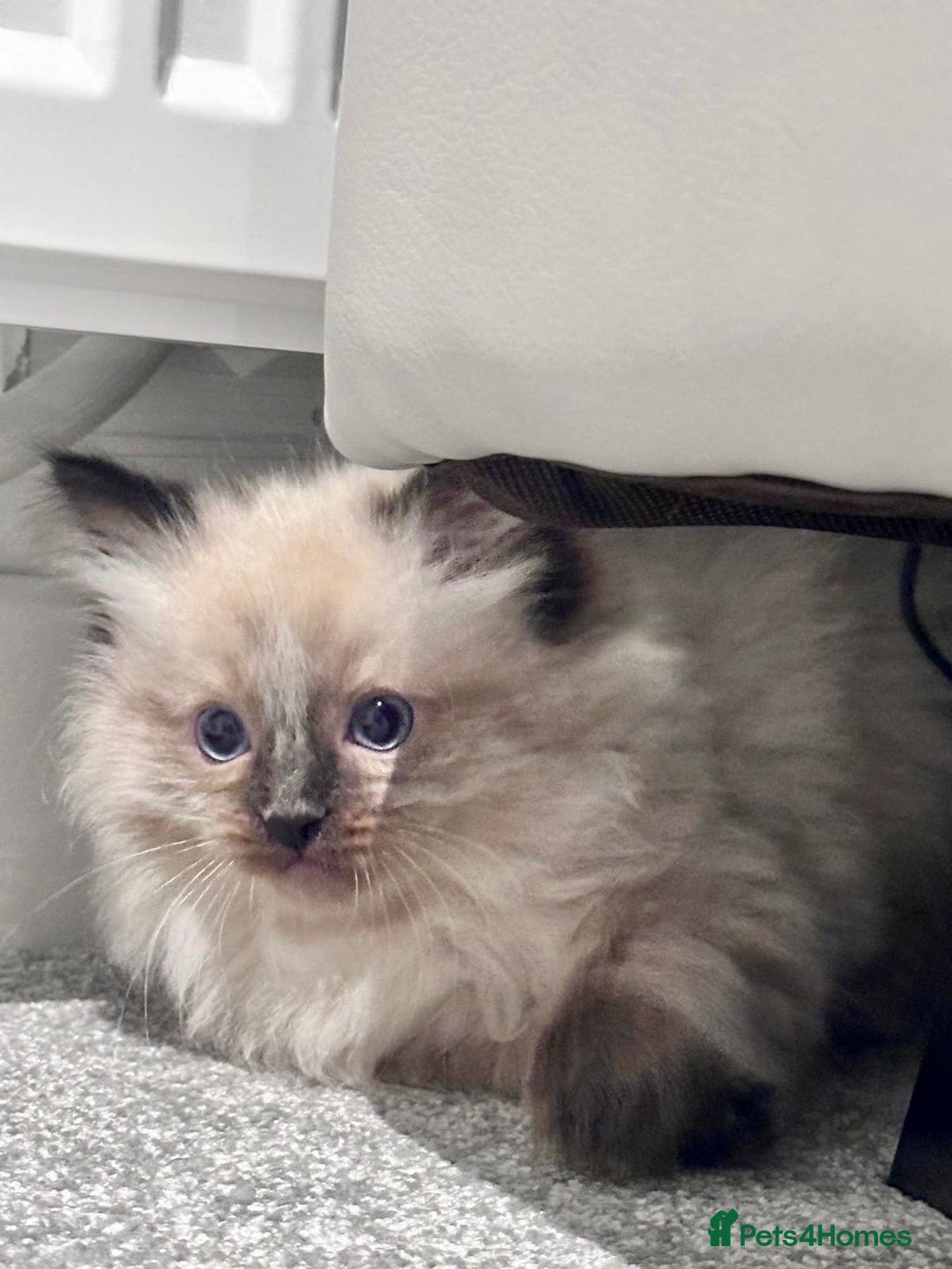 Ragdoll cats for sale: One male and one female left - Image 2