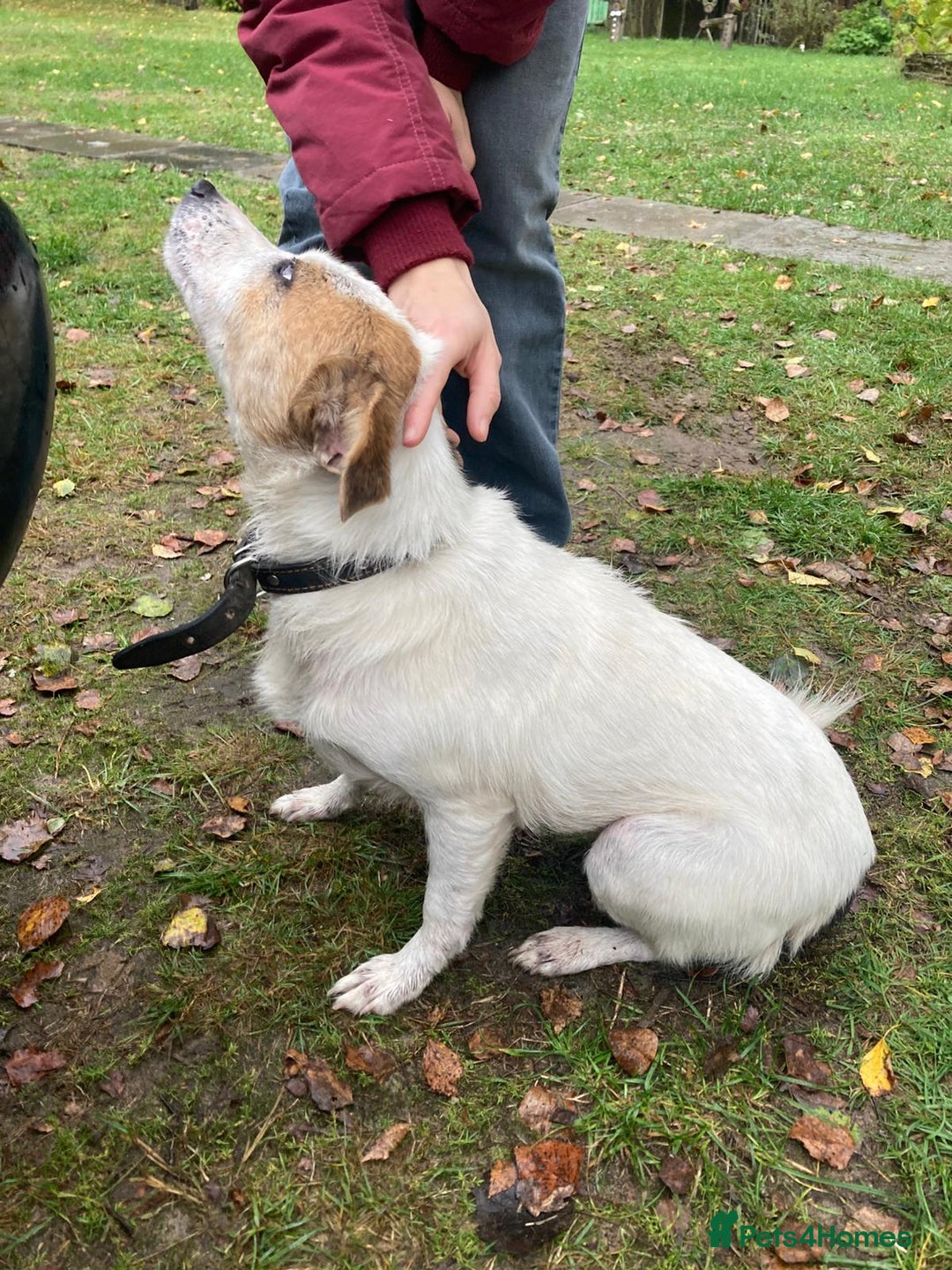 Jack Russell dogs for adoption: Jackie: The Little Dog Left to Freeze - Image 11