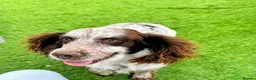 Cockapoo dogs for sale: Cockapoo puppies  in Royston - Advert 2