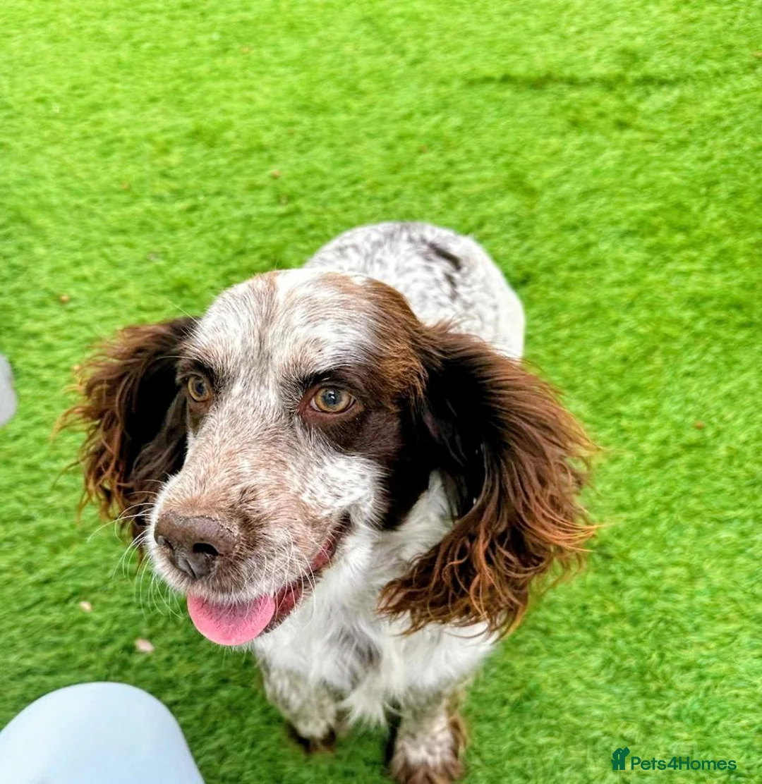 Cockapoo dogs for sale: Cockapoo puppies  in Royston - Advert 2