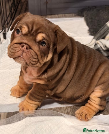 English Bulldog dogs - Advert 4