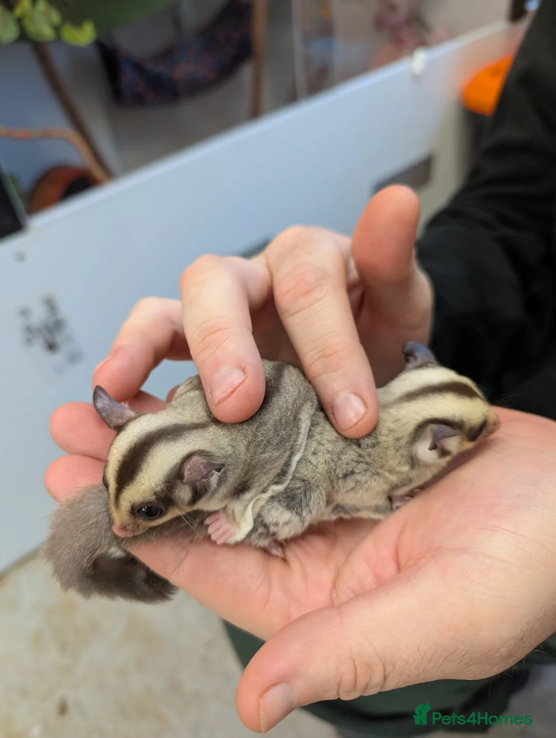 Sugar Glider rodents for sale: Sugar glider joeys. Friendly. Grey and grey mosaic - Advert 3