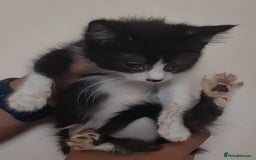 Mixed Breed cats for sale: Cute kittens for sale with goodie bag - Image 5