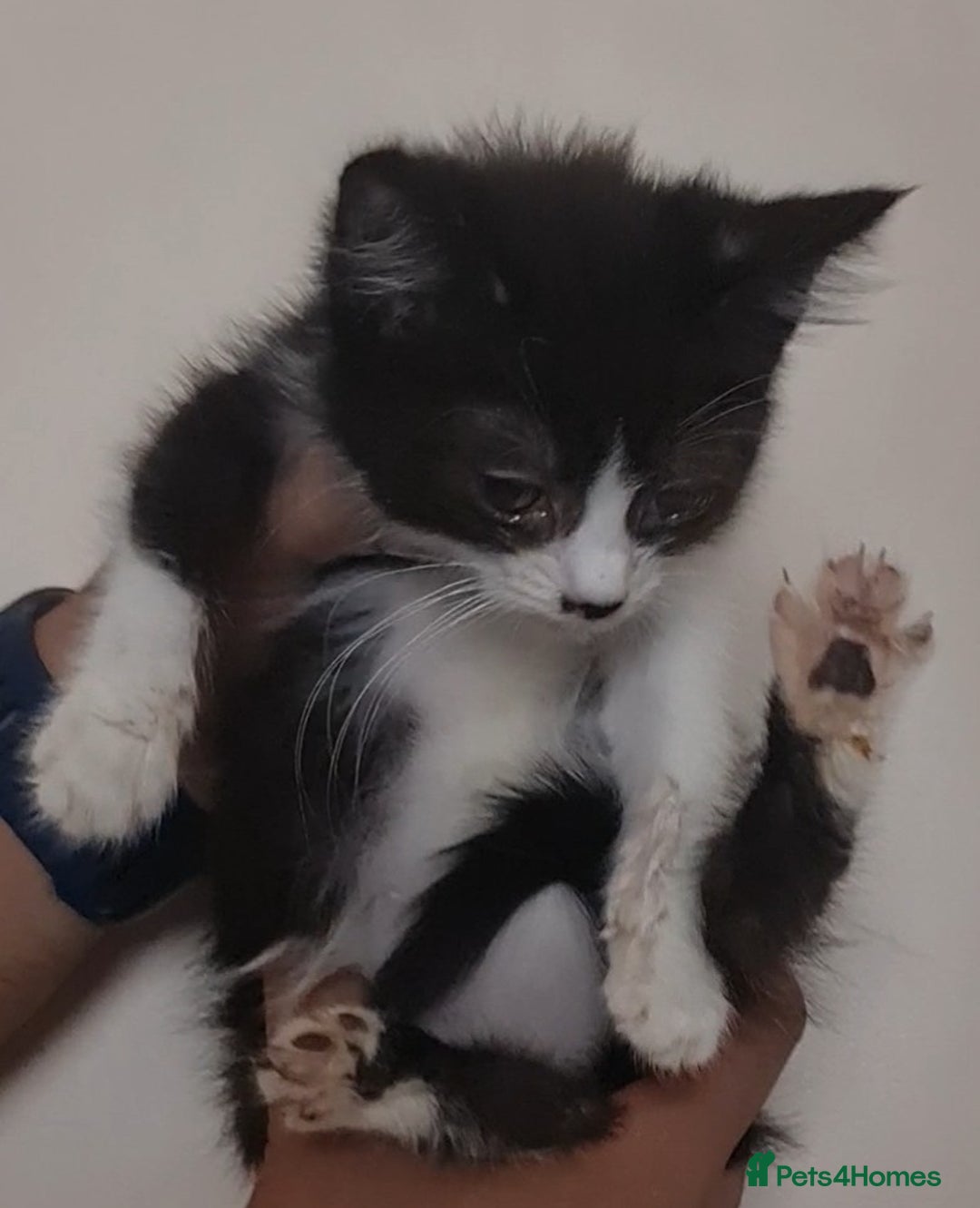 Mixed Breed cats for sale: Cute kittens for sale with goodie bag - Image 5
