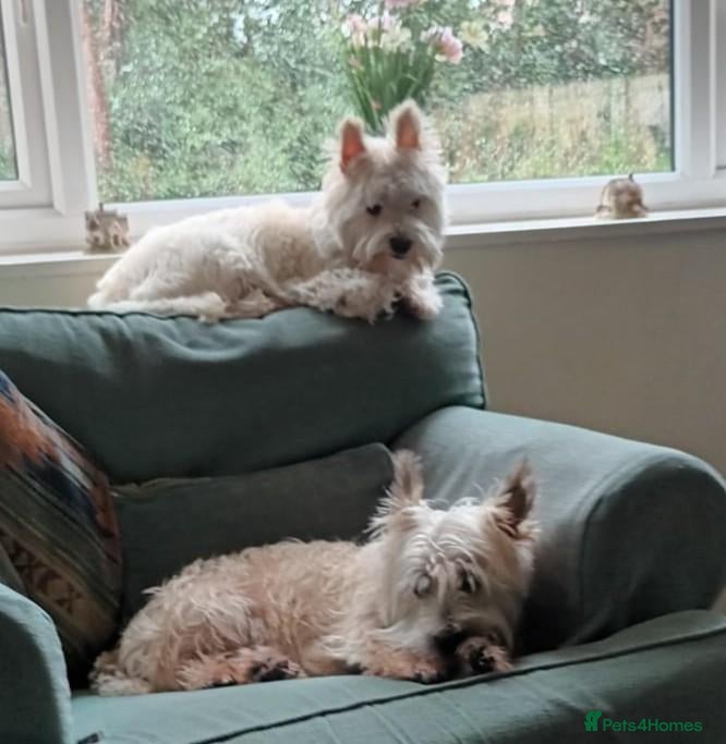 Cairn Terrier dogs 7 Adorable Cairn Terrier Pups - Advert 3