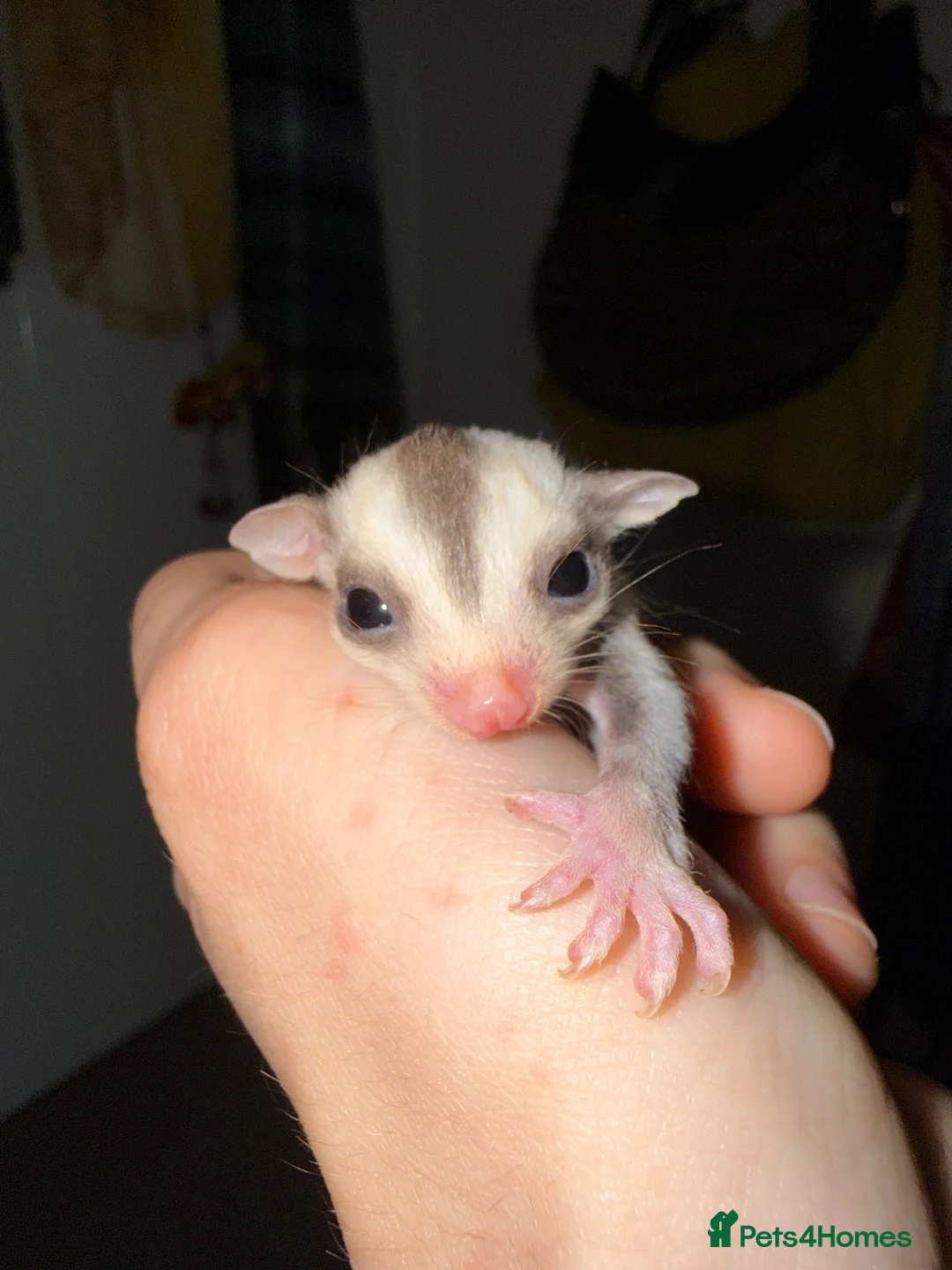 Sugar Glider rodents for sale: Two female sugar glider joeys - Advert 2