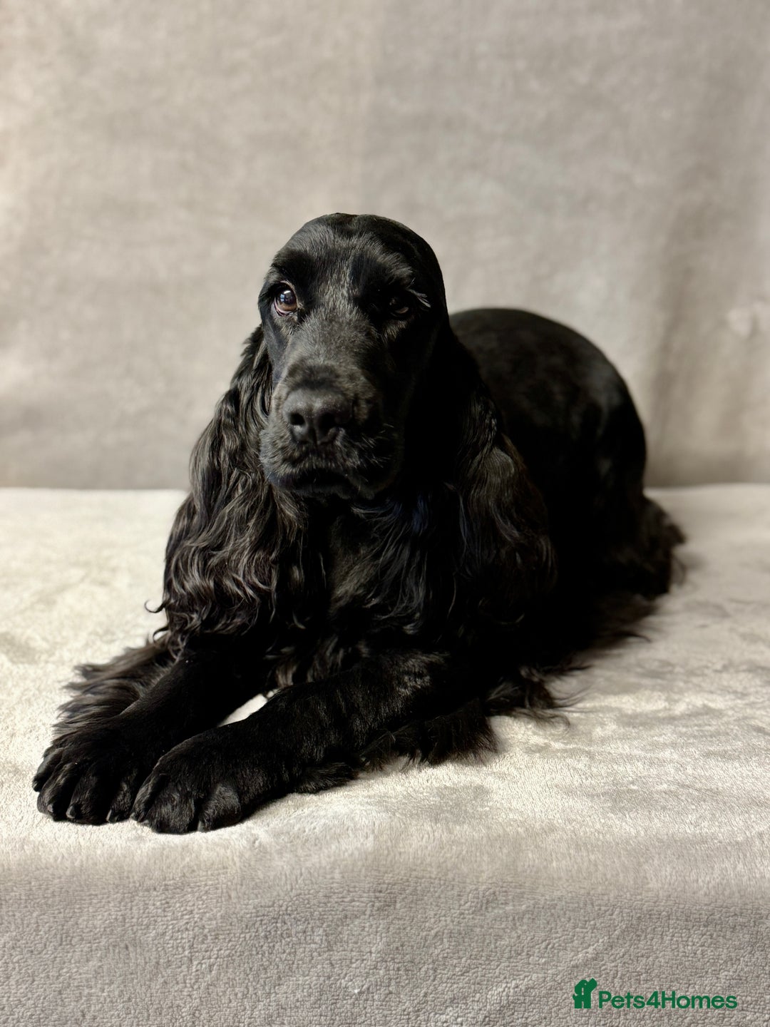 Cocker Spaniel dogs for sale: FABULOUS FELINA - Advert 1