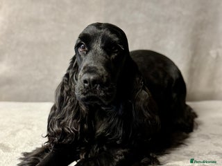Cocker Spaniel dogs FABULOUS FELINA - Advert 2
