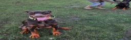 Dobermann dogs for sale: Working / showline doberman pups  - Advert 10