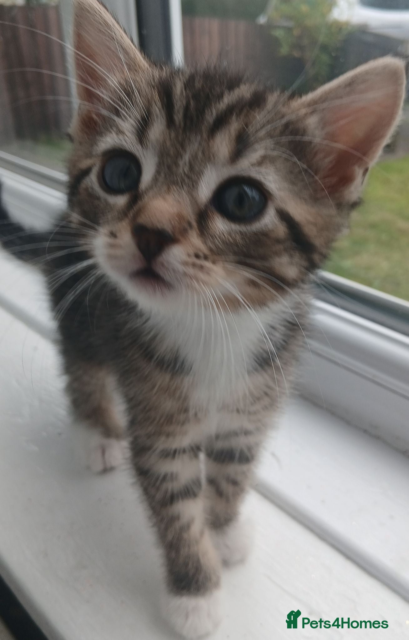 Mixed Breed cats Four babies ready for their FOREVER homes ❤️ - Advert 2