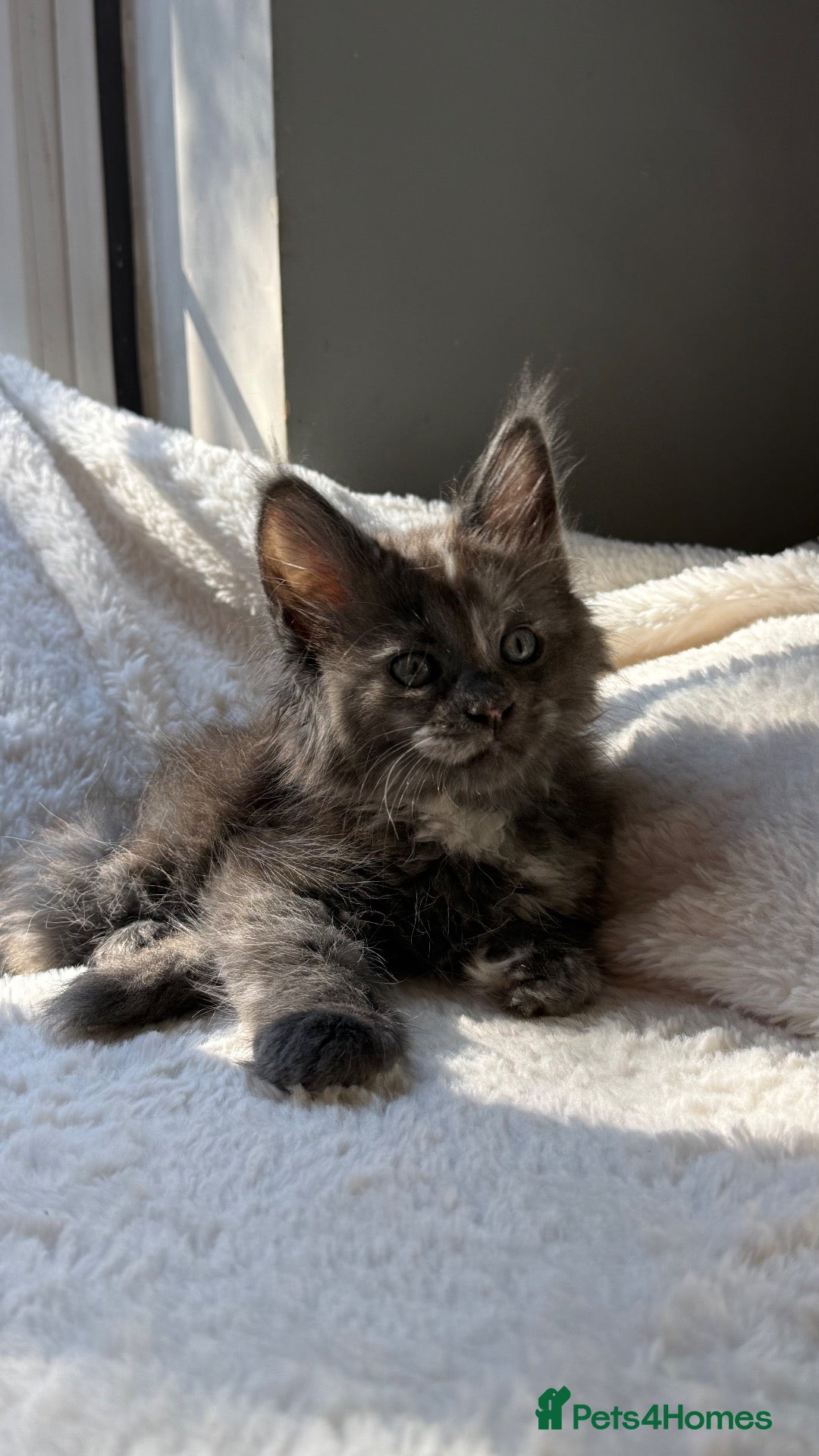 Maine Coon cats Beautiful litter of 7 Maine Coon kittens  - Advert 10