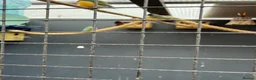 Finches birds for sale: Java finches in High Wycombe - Advert 3