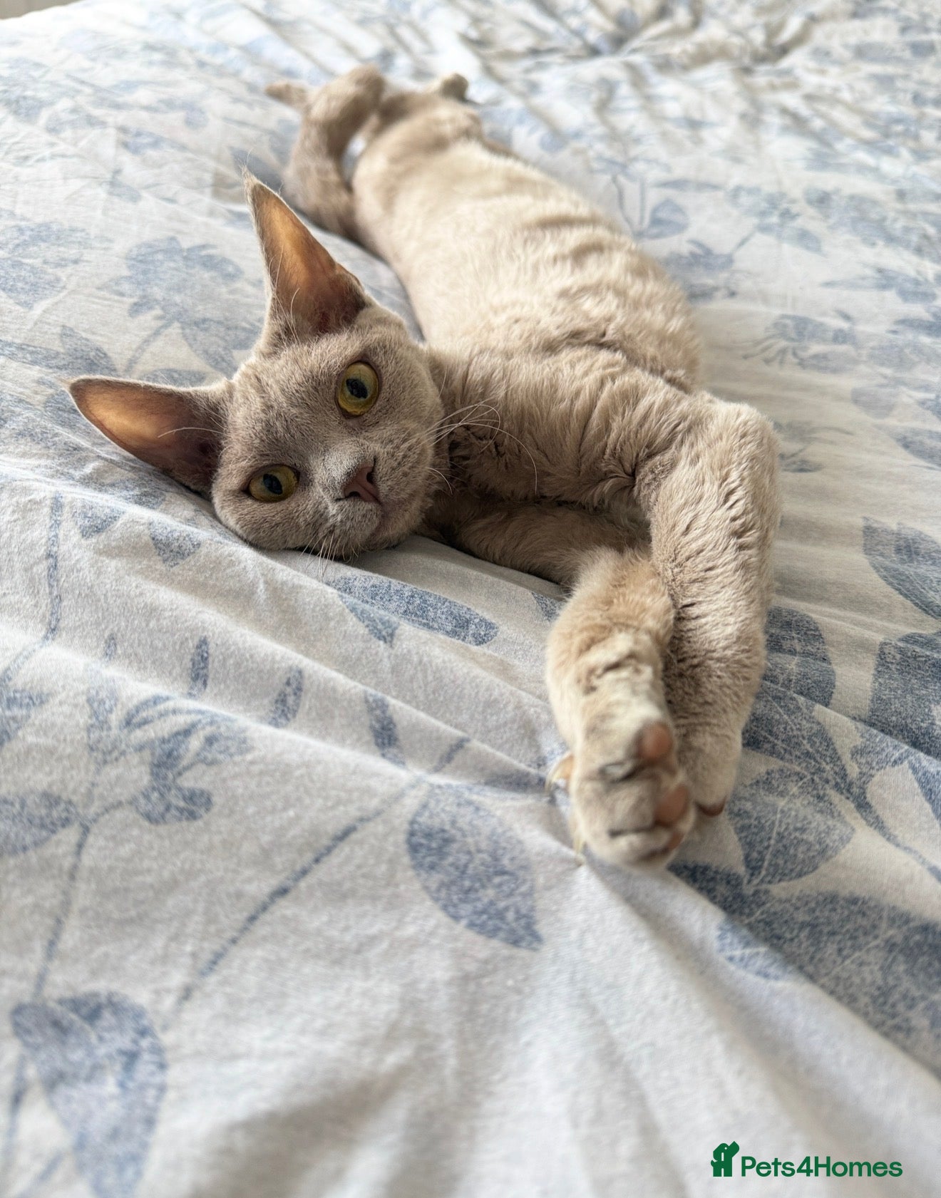 Devon Rex cats Beautiful pedigree lilac Devon Rex girl  - Advert 1