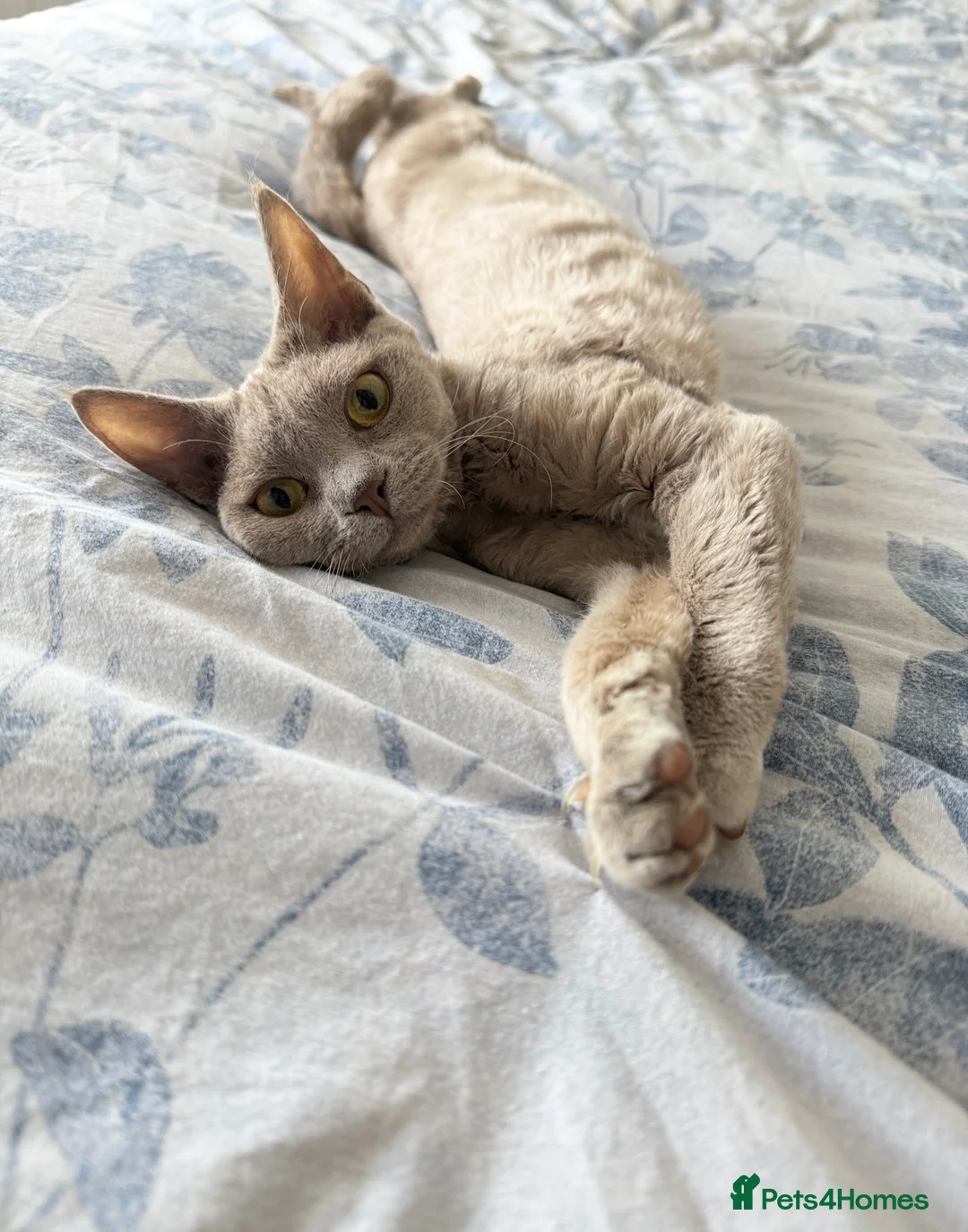 Devon Rex cats for sale: Beautiful pedigree lilac Devon Rex girl  - Advert 1