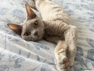 Devon Rex cats Beautiful pedigree lilac Devon Rex girl - Advert 1