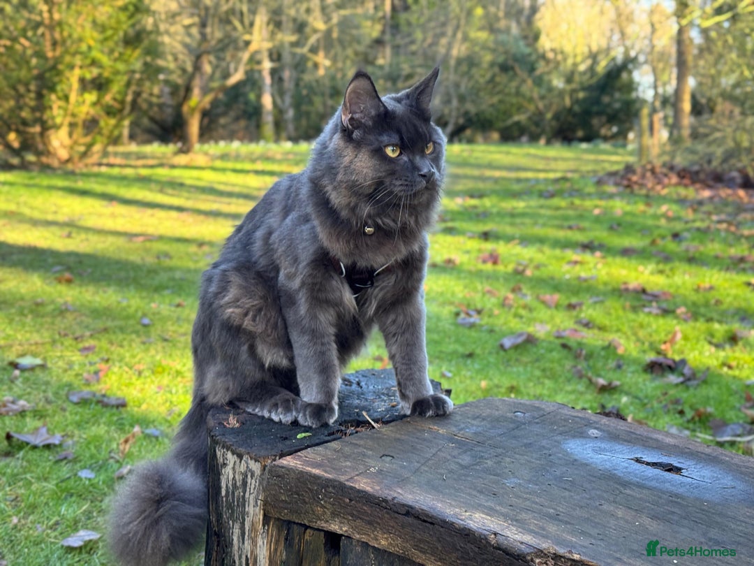 Maine Coon cats for stud: Mr Jasper - Image 6