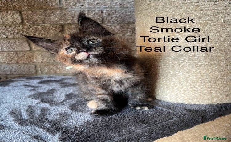 Maine Coon cats - Advert 7