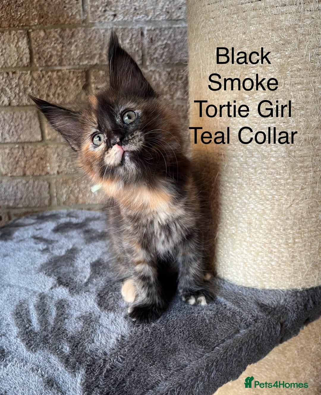Maine Coon cats for sale: Pure Bred Maine Coon Kittens - Image 1