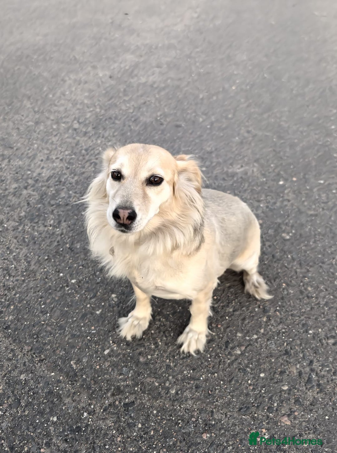Mixed Breed dogs for adoption: 💖🐶 DOCHA 🐶💖 - Image 16