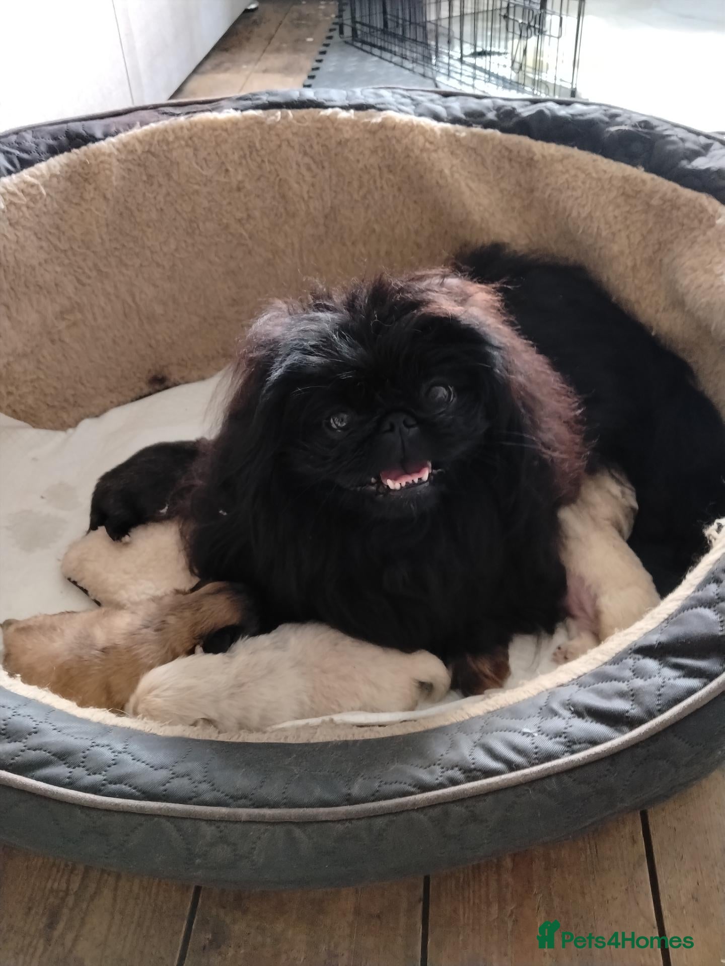 Pekingese dogs for sale: KC registered Pekingese puppy's  - Advert 1