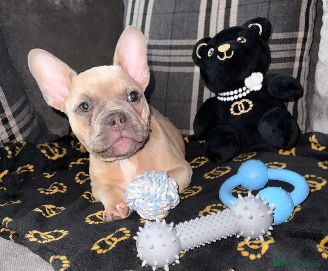 French Bulldog dogs for sale: 10 week old French bulldog puppy  - Advert 1