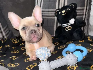 French Bulldog dogs 10 week old French bulldog puppy - Advert 5