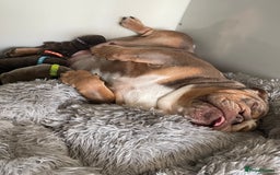 English Bulldog dogs for sale: Quality English bulldogs  - Image 14