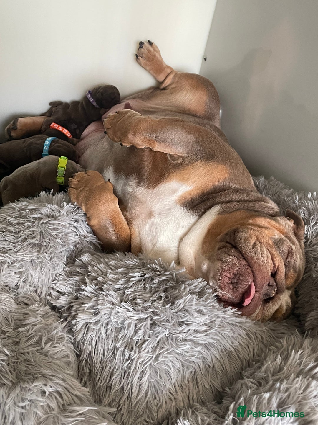 English Bulldog dogs for sale: Quality English bulldogs  - Image 14