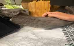 Domestic Shorthair cats for sale: Beautiful grey kittens - Image 11