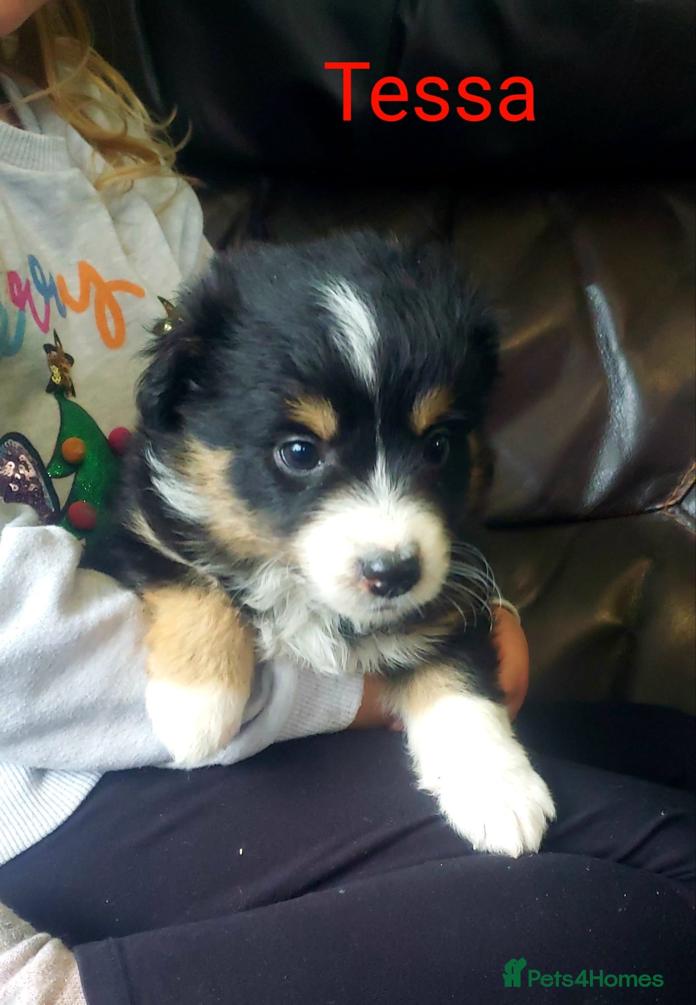 Australian Shepherd dogs for sale: Australian Shepherd Pups Available Now - Advert 12